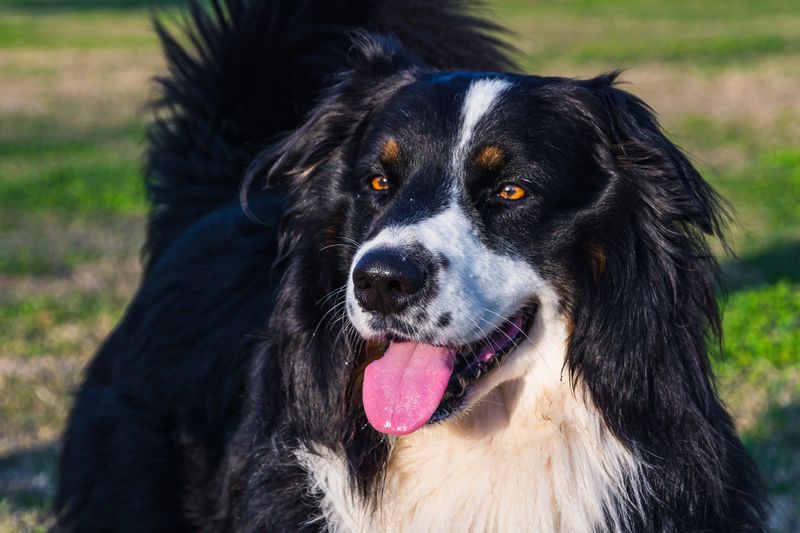 English Shepherd