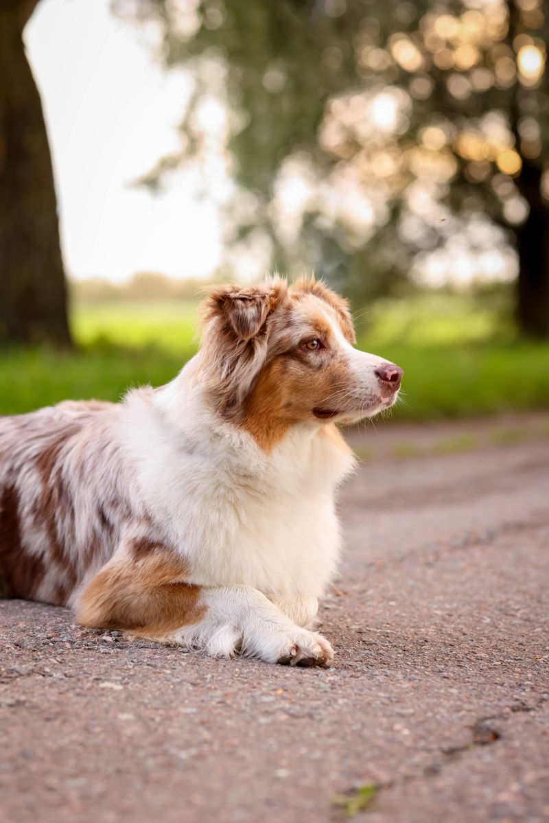 Australian Shepherd: The Cowboy With a Surprise Passport