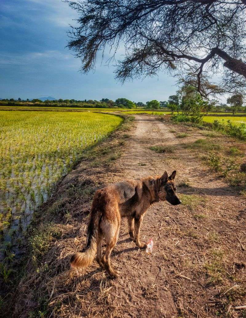 German Shepherd: A Versatile Farm Helper