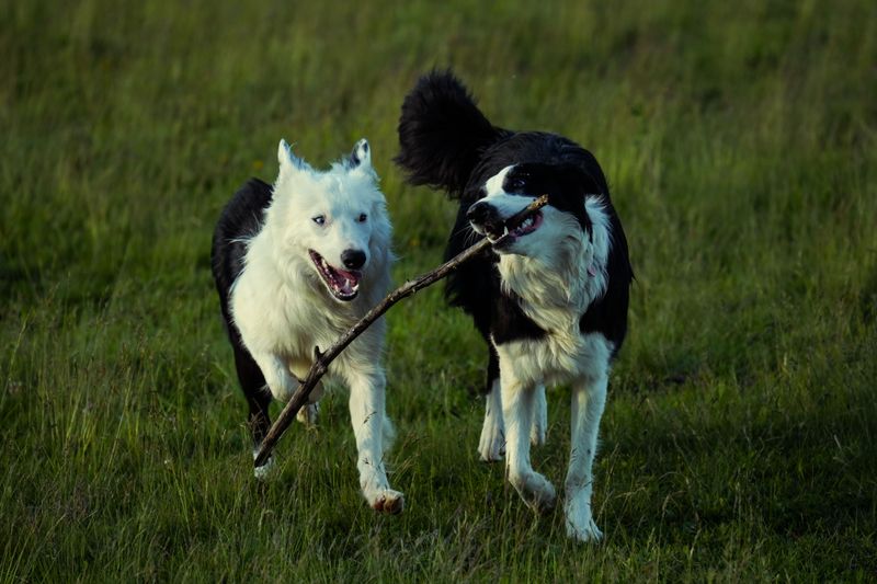 Border Collie