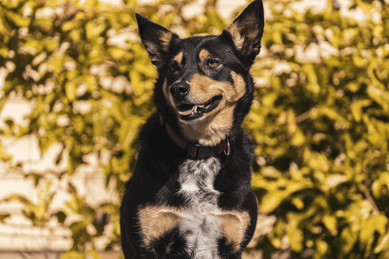 Australian Kelpie: Quick on Its Feet