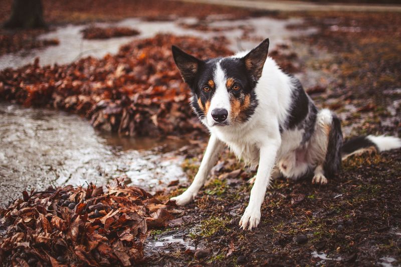 Border Collie: Master of the Stare