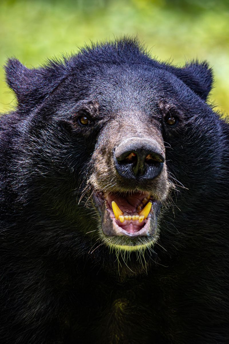 Report a Bear That Is Acting Aggressively