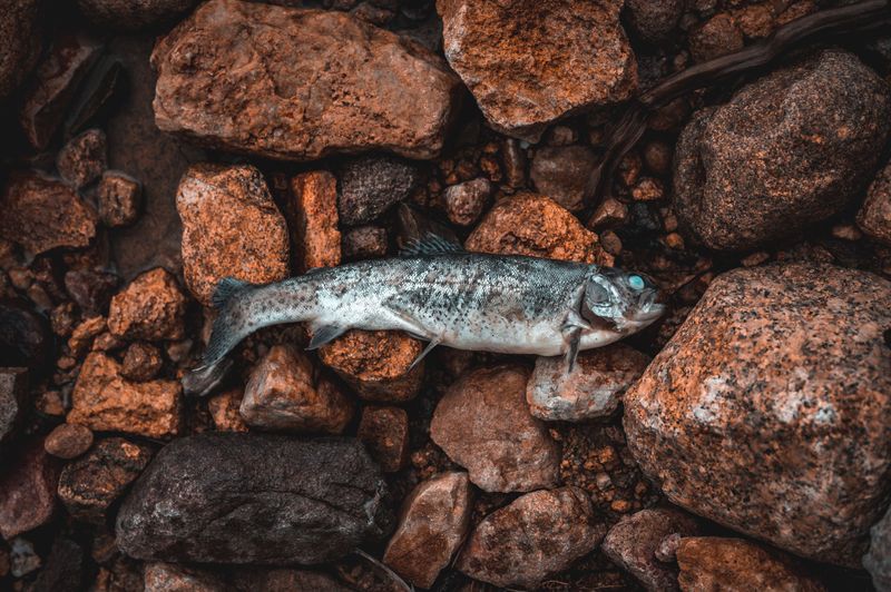 Watch For Dead Fish Or Wildlife