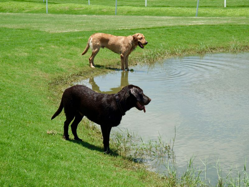 Keep Your Dog Out of the Water