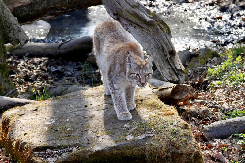 Bobcats Moving Through Quietly