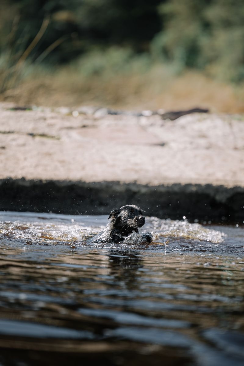 Spanish Water Dog: A Spirited Weekend Worker