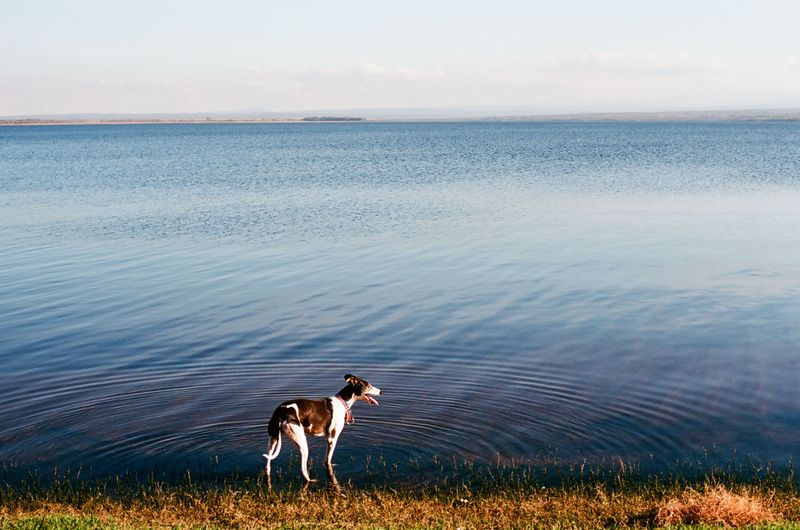 Recall Rules That Wash Away At The Shoreline