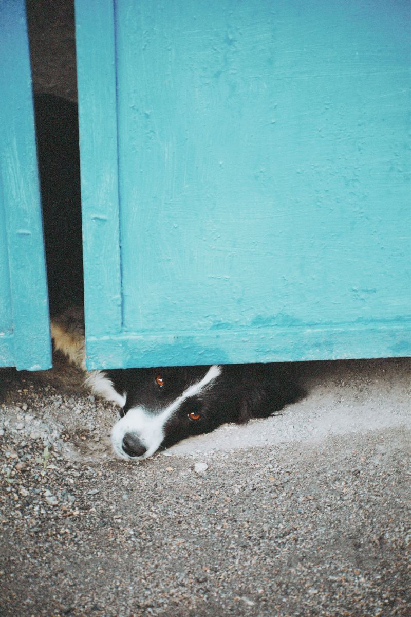 Dog Doors May Not Be Practical