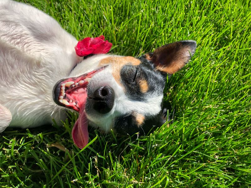 Rat Terrier