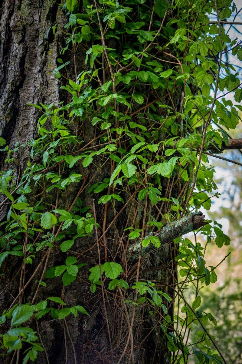 Know What Poison Ivy Looks Like
