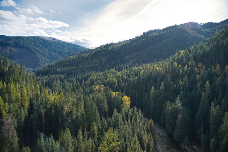 Know Idaho's Porcupine Habitats