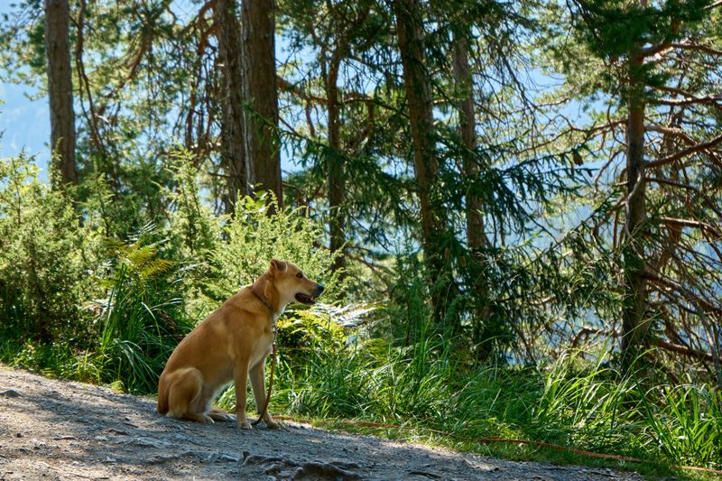 Give Your Dog a Quiet Break