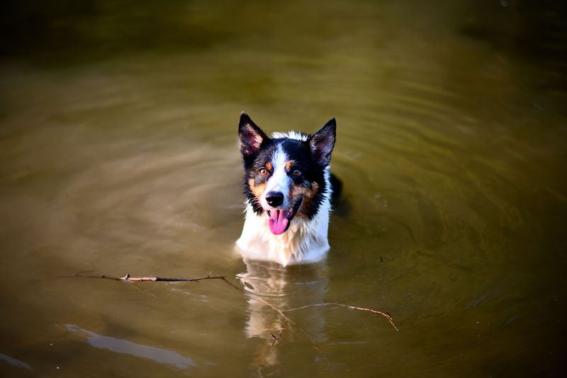 Make Sure Your Dog Can Handle The Heat