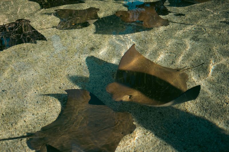 Watch for Fish and Marine Life