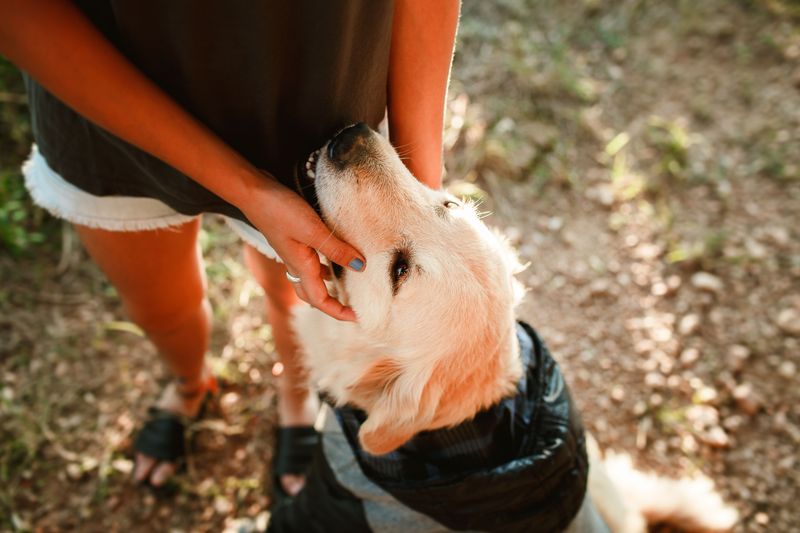 Protect Your Dog From Ticks
