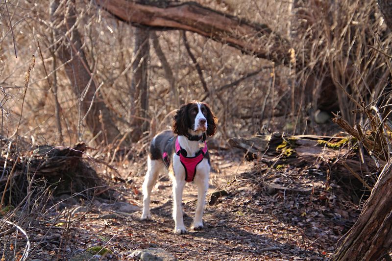 Avoid Early-Morning And Late-Day Walks When Possible
