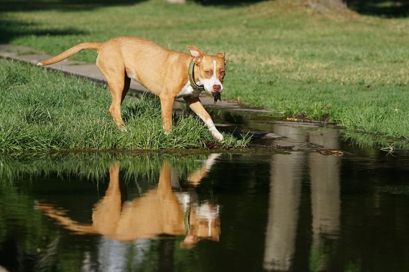 Check Ditch Banks Before Letting Dogs Explore