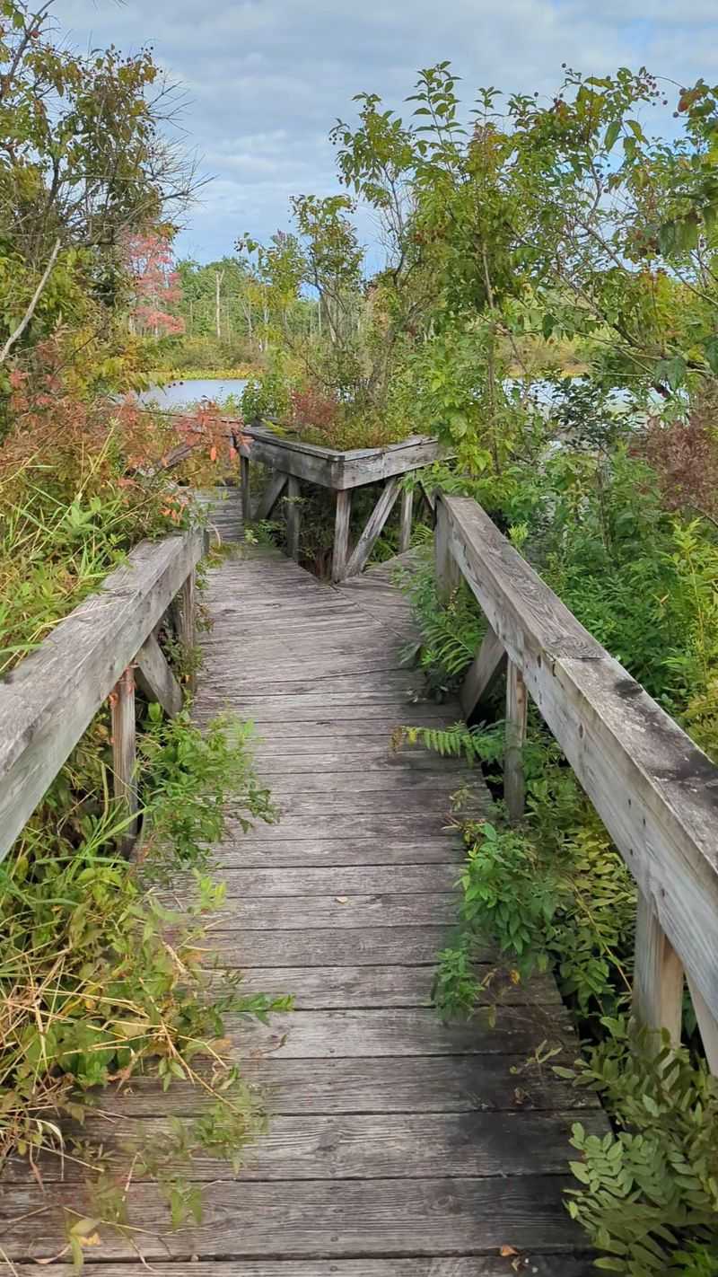 Spicer Lake Nature Preserve: A Short Path into the Wetland