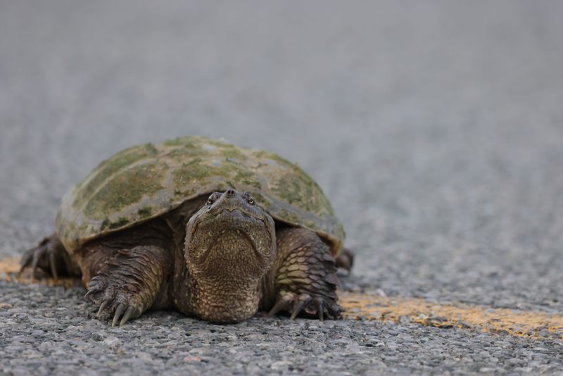 Snapping Turtles at the Boat Ramp