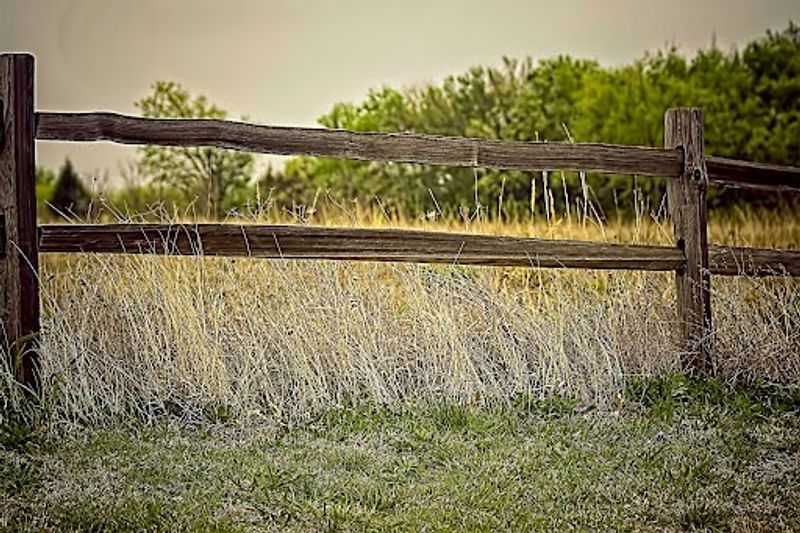 Blackland Prairie Section, Tupelo