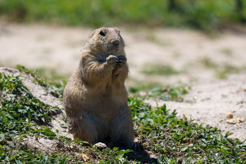 Hidden Holes And Burrows Can Injure Paws