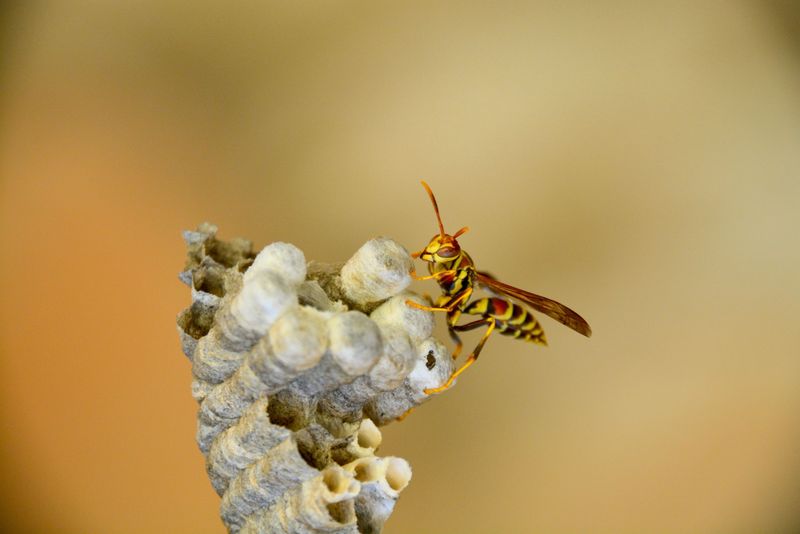 Wasps Can Build Nests Around Homes