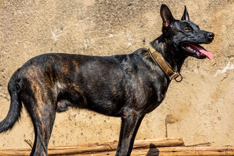 Dutch Shepherd