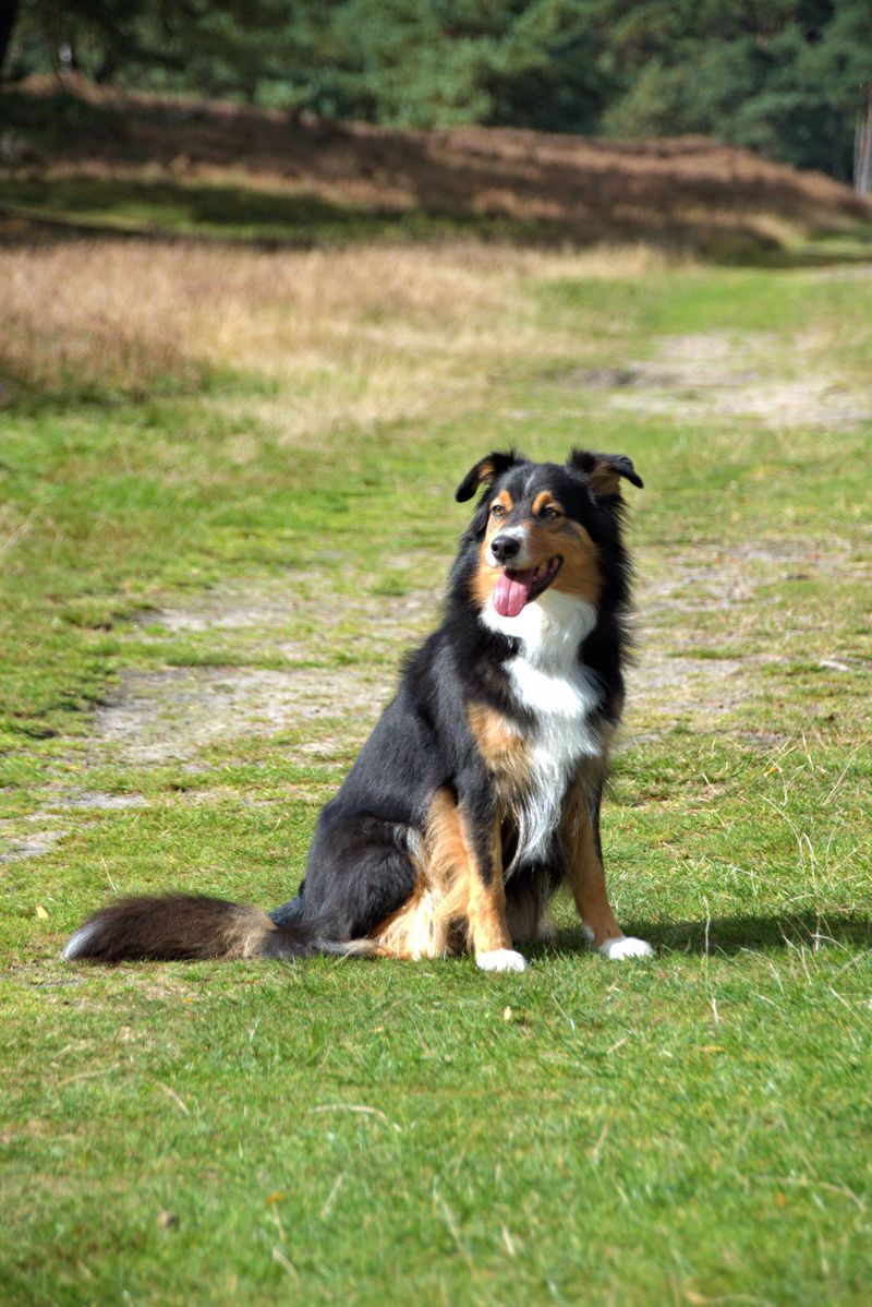 English Shepherd: Grandpa's Classic All-Rounder