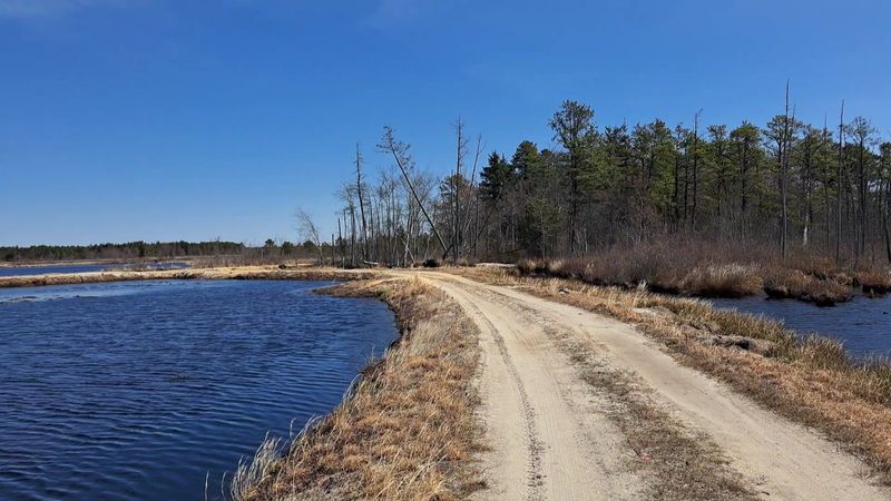 Brendan T. Byrne State Forest: Follow the Pine Needles