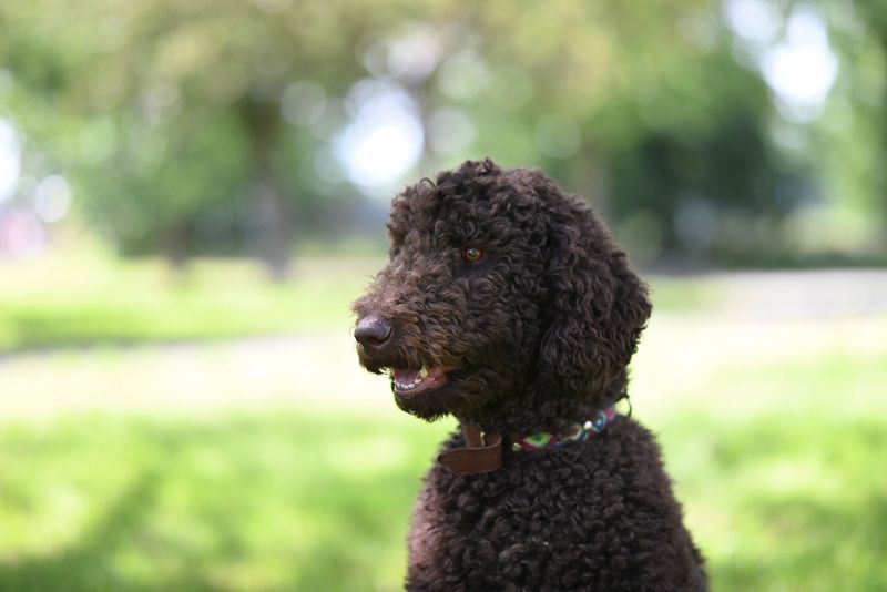Irish Water Spaniel