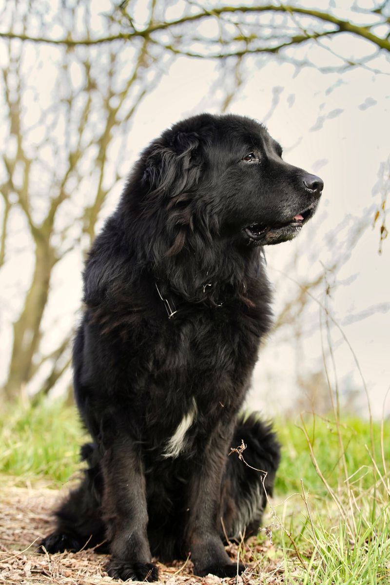 Newfoundland: A Patient Property Companion