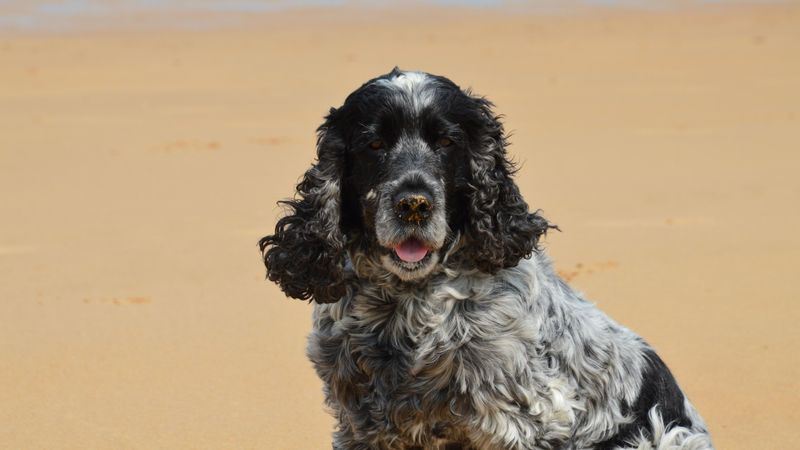 Cocker Spaniel