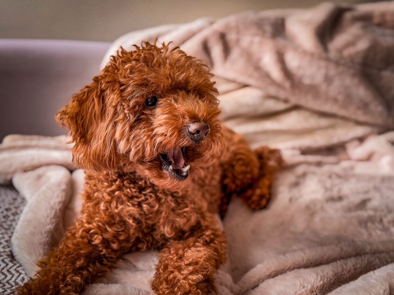 Toy Poodle: Small-Space Problem Solver