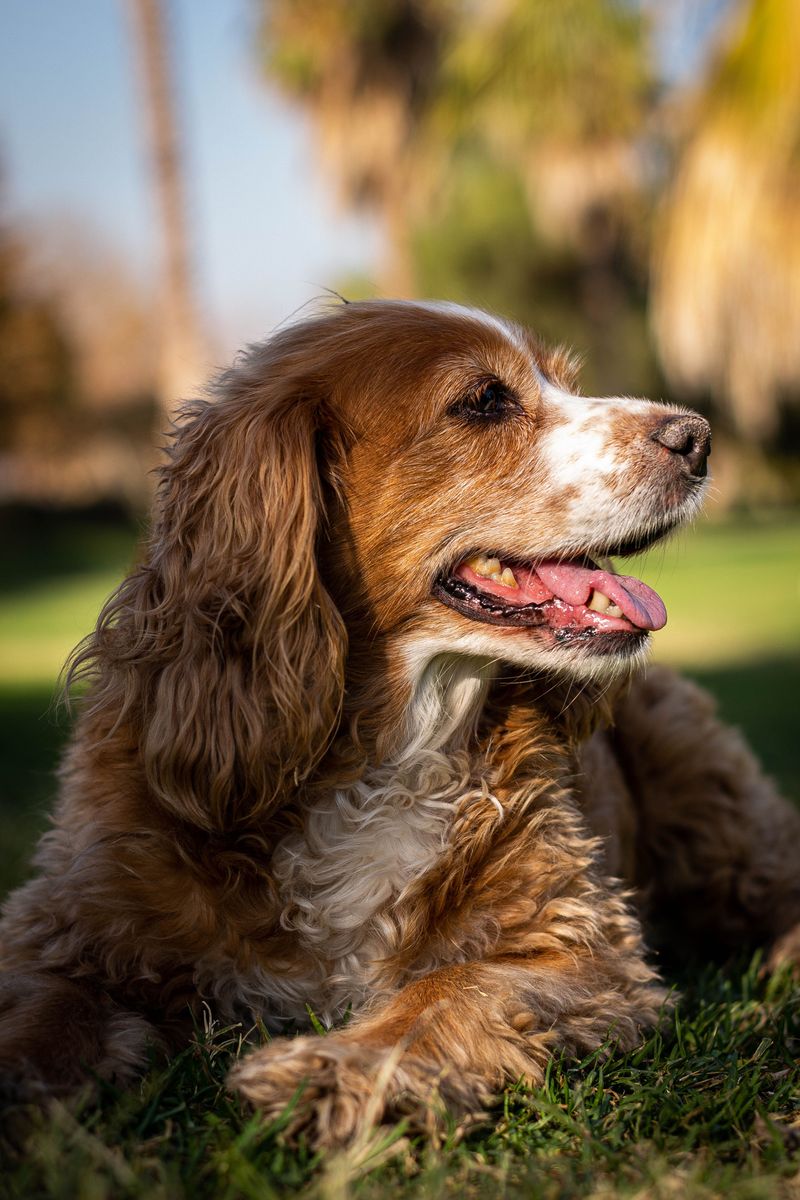 Cocker Spaniel