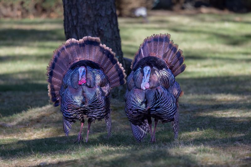 Wild Turkeys Holding the Sidewalk