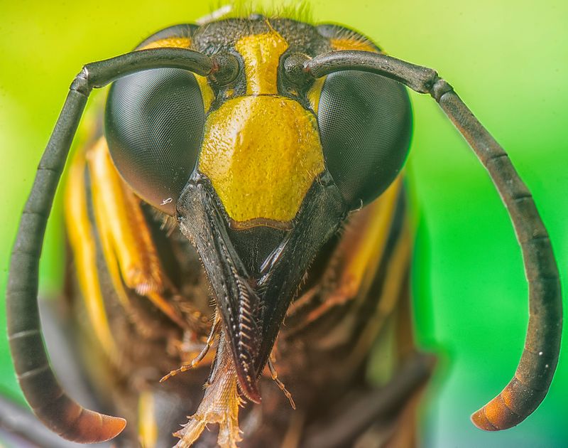 Bees And Wasps Can Cause Painful Stings