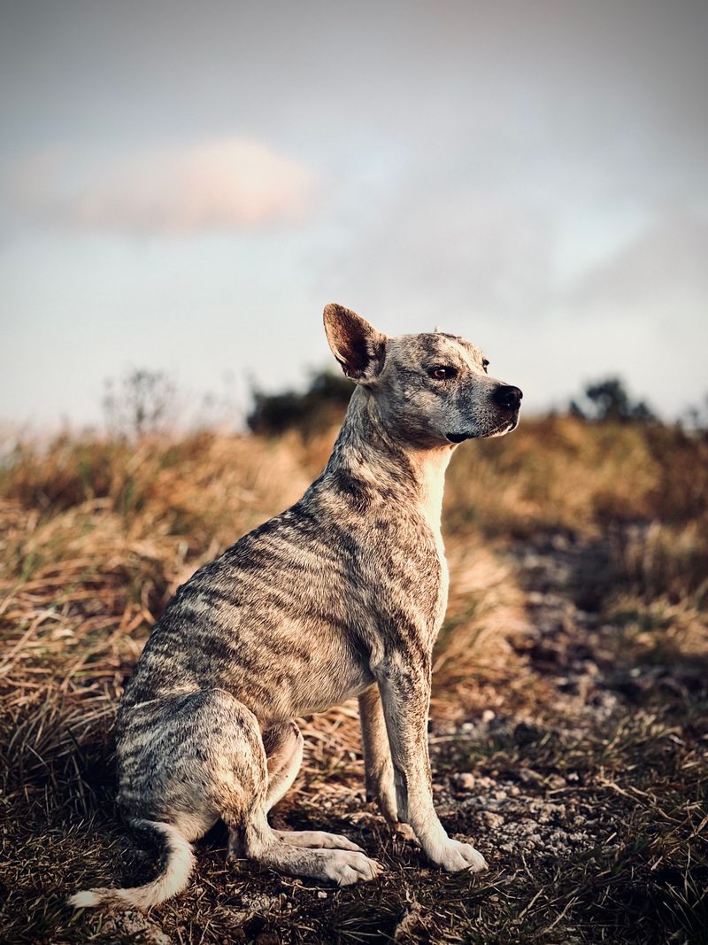 Mountain Cur: An Ozark Hometown Hero