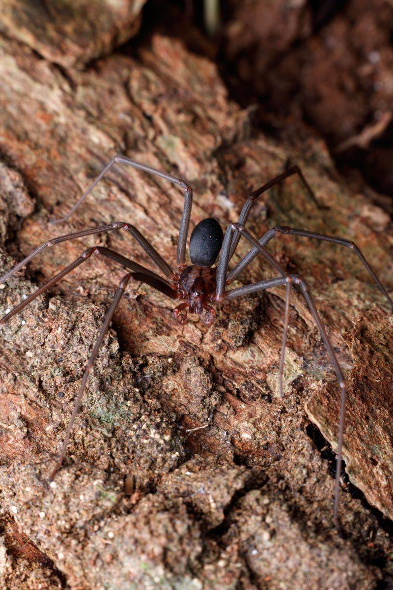 Brown Recluse Spiders Prefer Dark, Undisturbed Spaces
