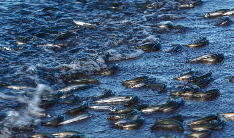 Dead Fish Can Attract Curious Dogs