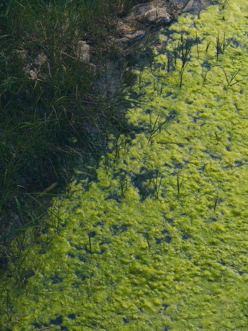 Shoreline Mats And Scum Attract Curious Noses