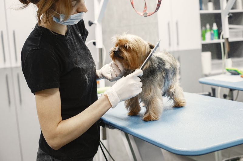 Professional Grooming