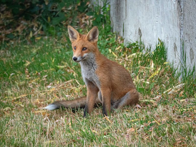 Red Foxes in Suburban Yards