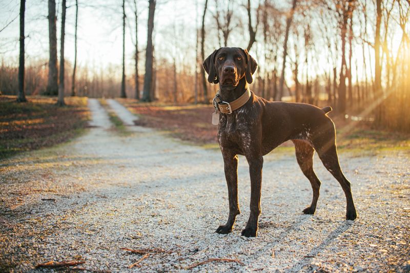 German Shorthaired Pointer