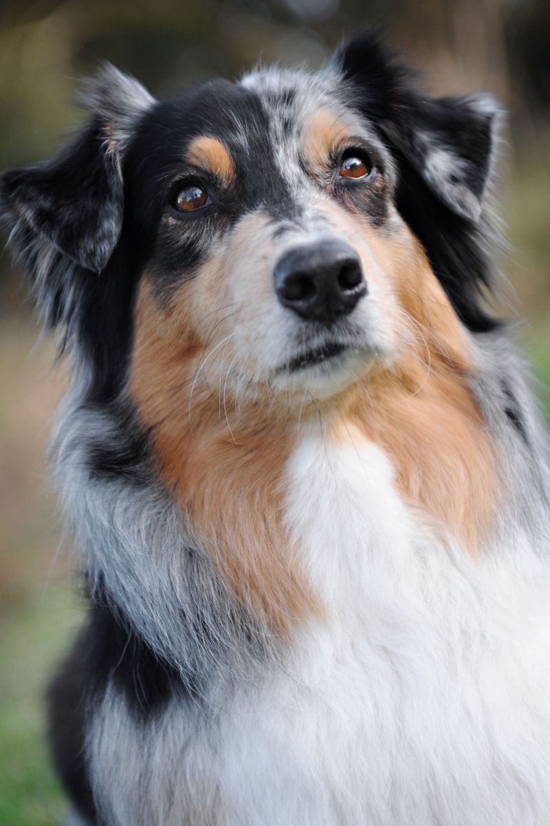 Australian Shepherd: An Adaptable Herder