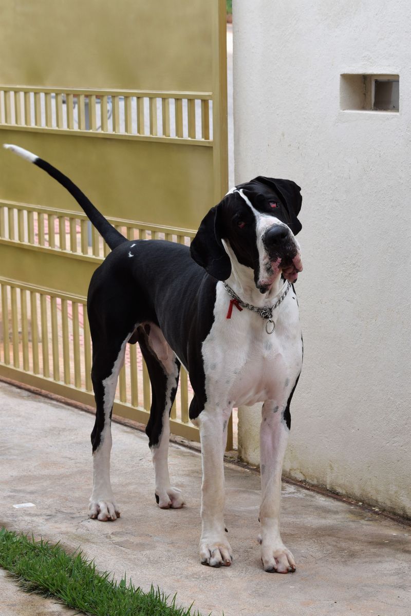 Great Dane
