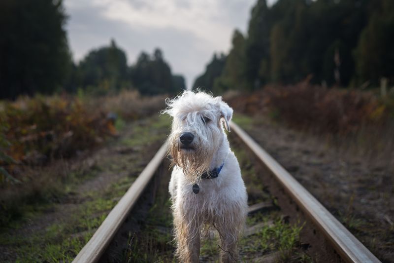 Soft Coated Wheaten Terrier