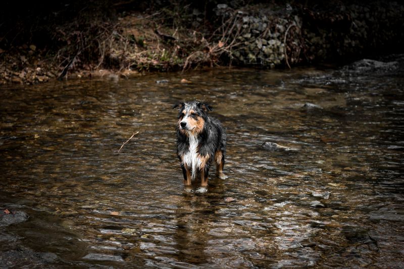 Miniature American Shepherd