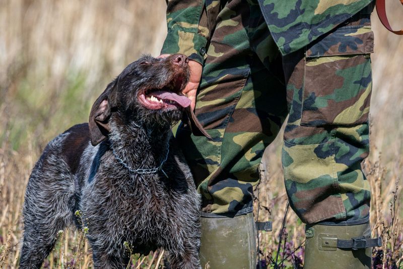German Wirehaired Pointer: Built for Brush