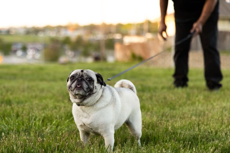 Flat-Faced Breeds Need A Gentler Plan